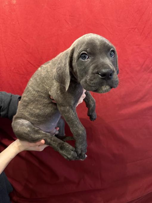 Cane Corso / Pressa Canario