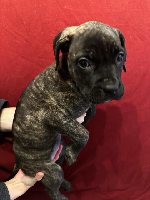 Cane Corso / Pressa Canario