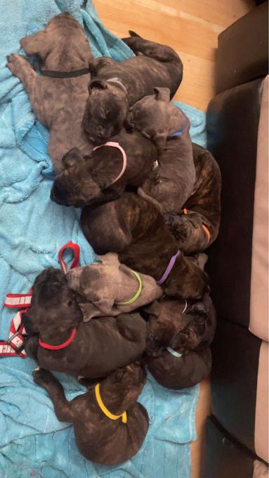 Cane Corso / Pressa Canario