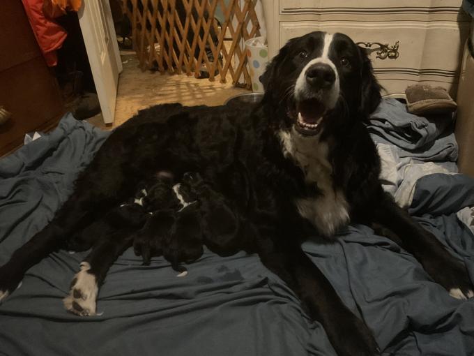 Burmese / caucasian mountain dog 
