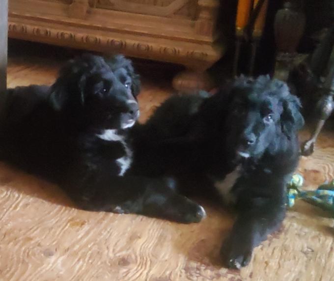 Burmese / caucasian mountain dog 