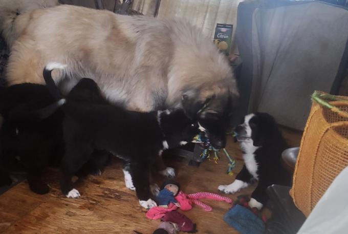 Burmese / caucasian mountain dog 