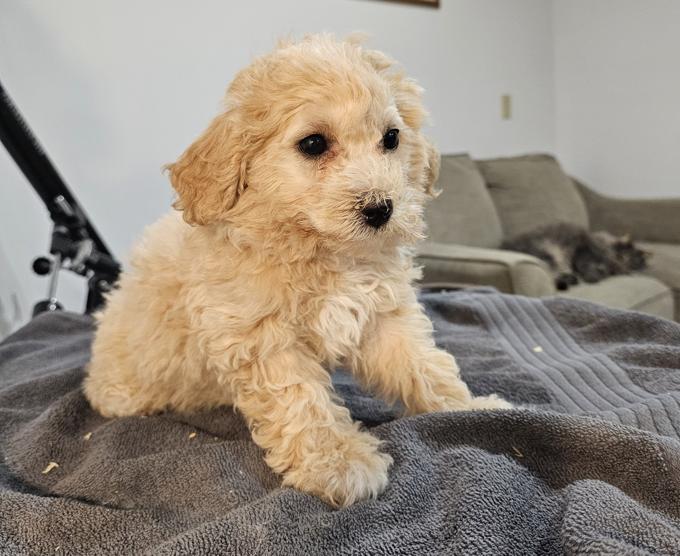 Bichonpoo