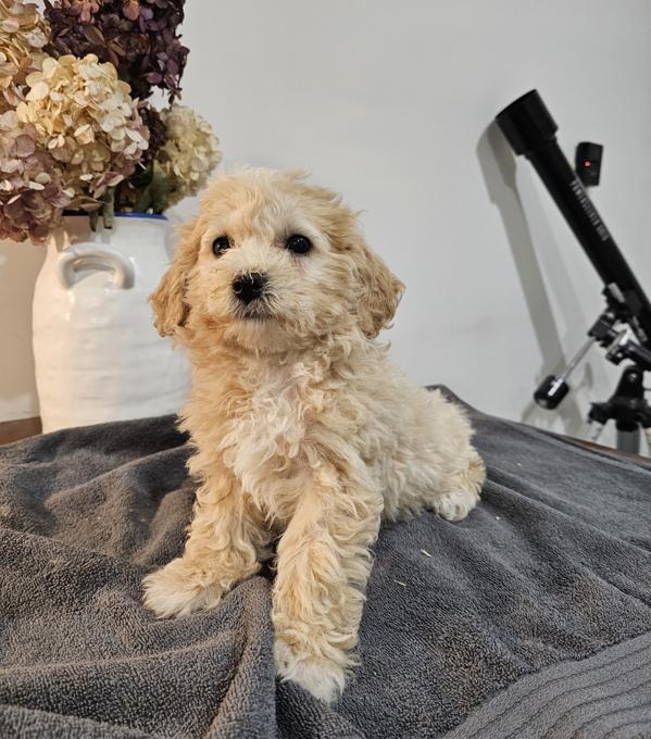 Bichonpoo