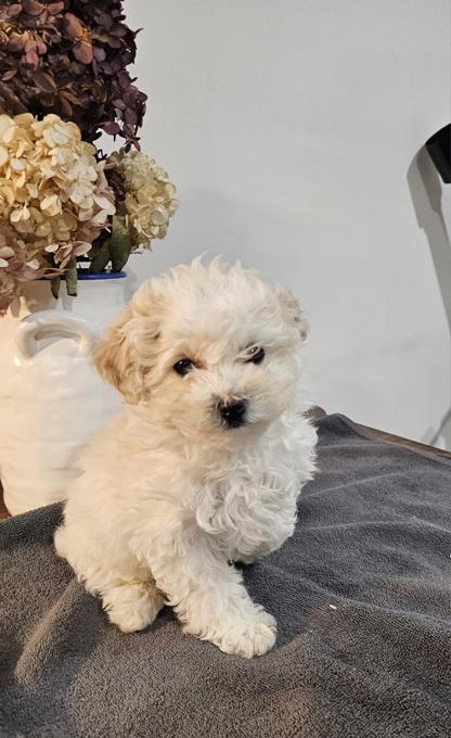 Bichonpoo