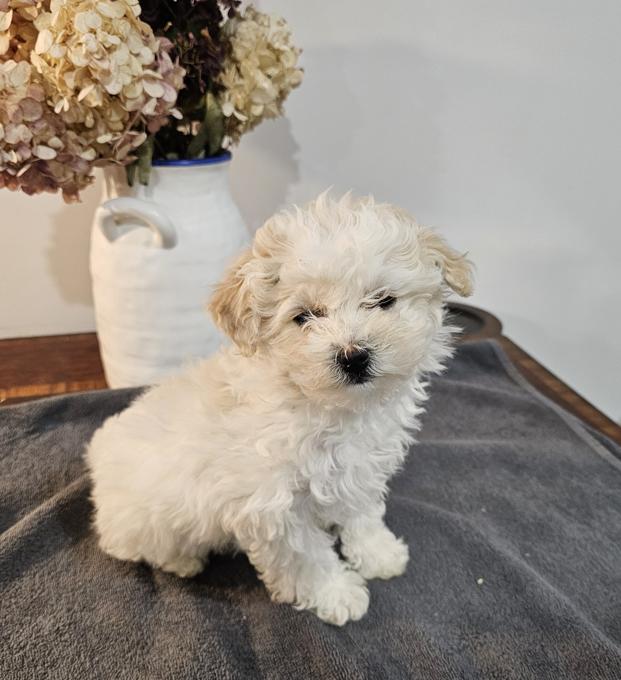 Bichonpoo