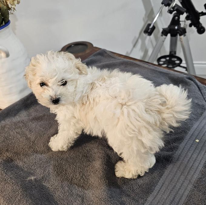 Bichonpoo