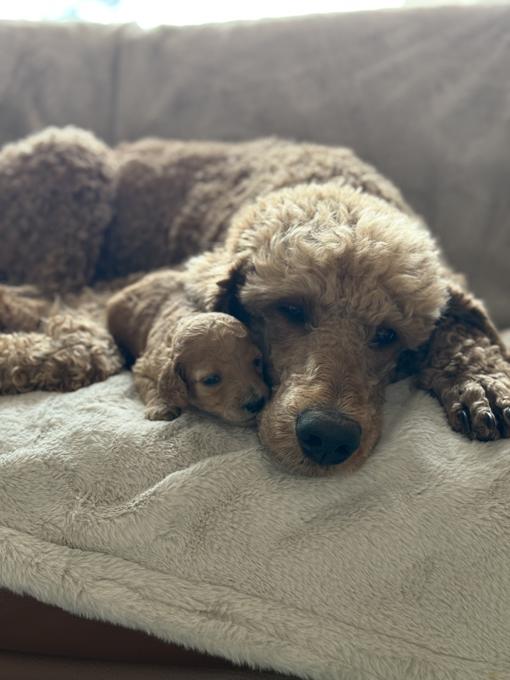 Poodle