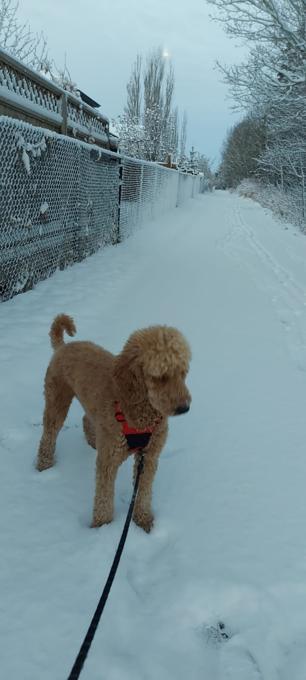 Poodle