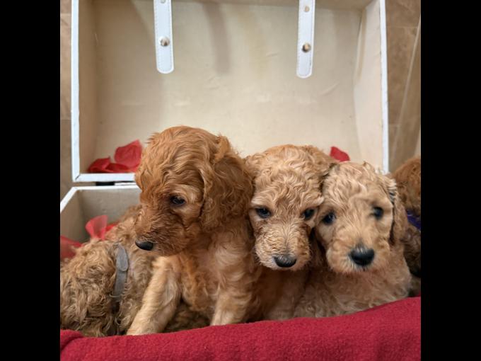Poodle