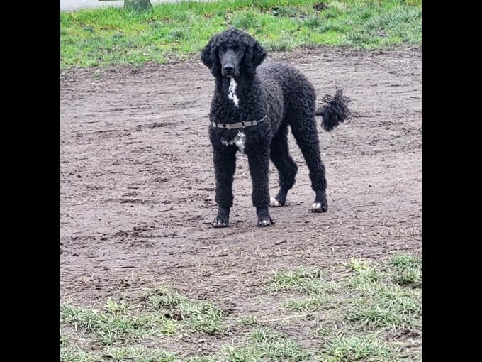 Coonoodle
