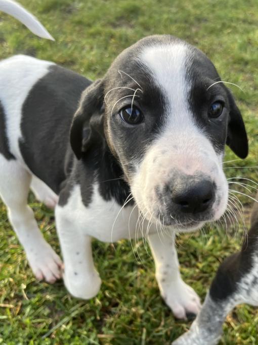 Coonoodle