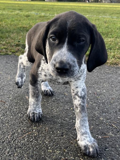 Coonoodle