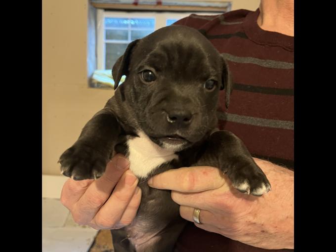 Staffordshire Bull Terrier