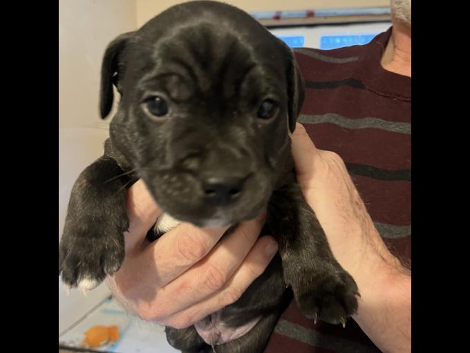 Staffordshire Bull Terrier