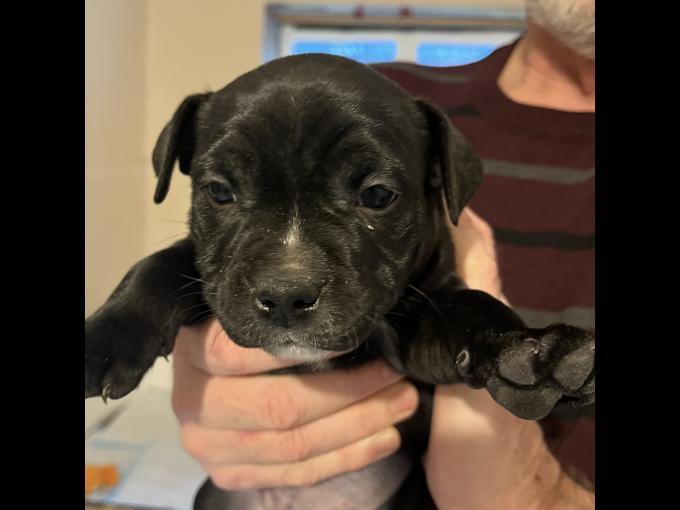 Staffordshire Bull Terrier