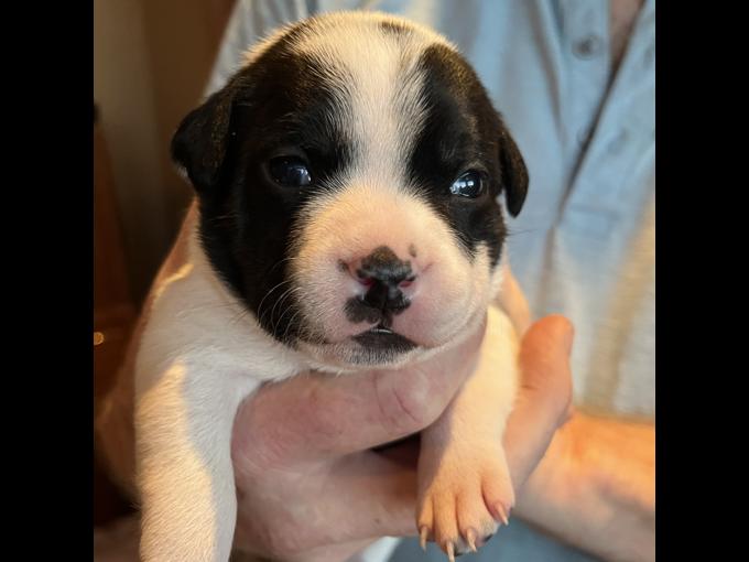 Staffordshire Bull Terrier