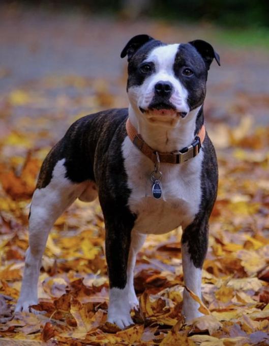Staffordshire Bull Terrier