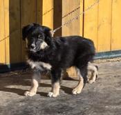 Aust. Shepherd - Standard