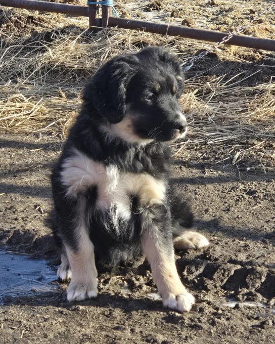 Aust. Shepherd - Standard