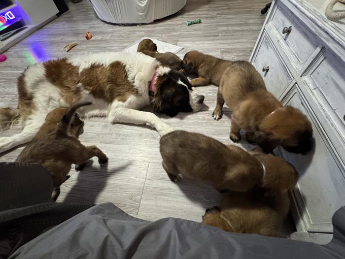 English mastiff- st Bernard