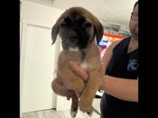 English mastiff- st Bernard