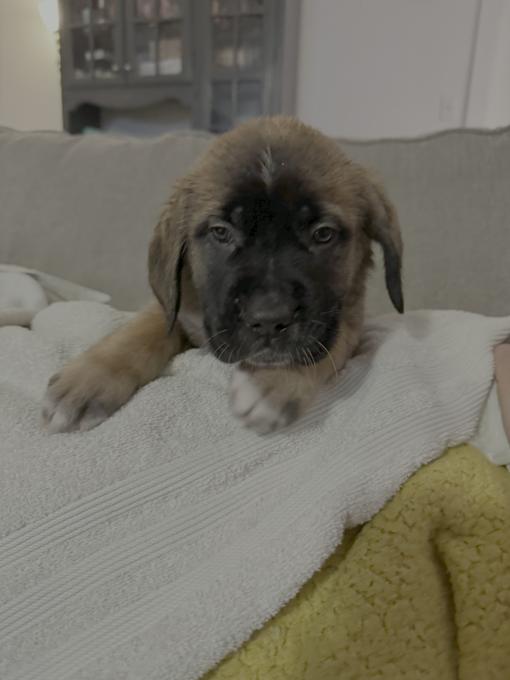 English mastiff- st Bernard