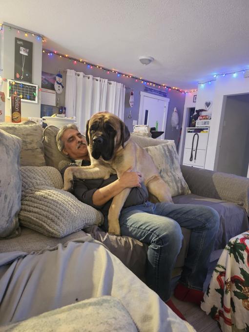 English mastiff- st Bernard