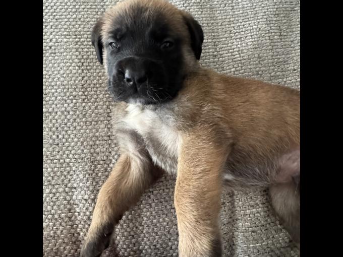 English mastiff- st Bernard