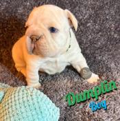 French Bulldog
