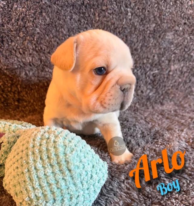 French Bulldog