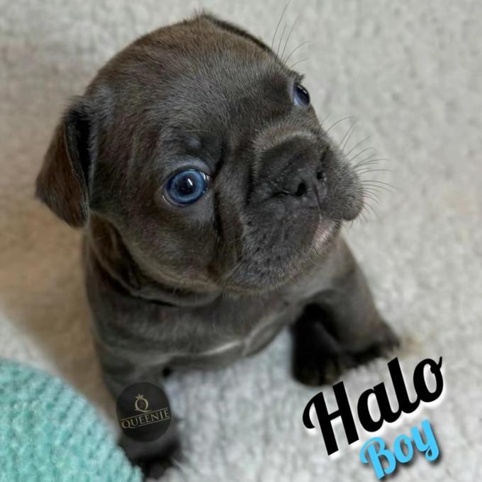 French Bulldog