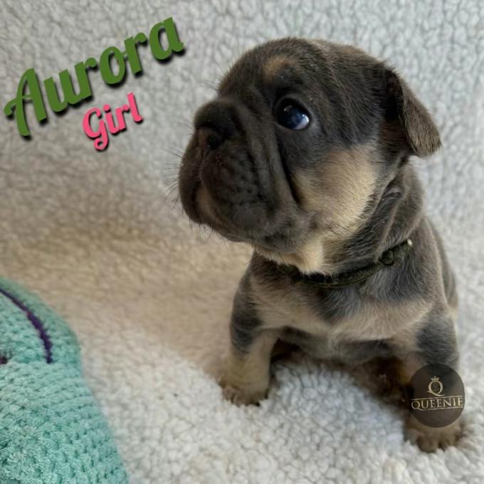 French Bulldog