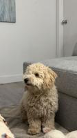 Bichonpoo