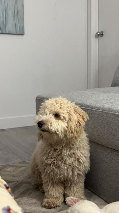 Bichonpoo