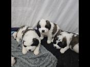 Saint Bernard