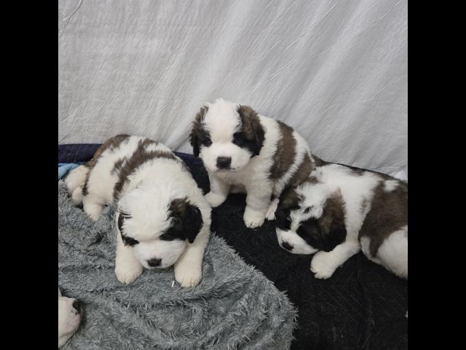 Saint Bernard
