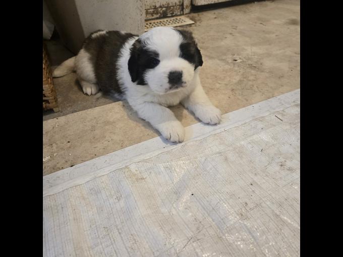 Saint Bernard