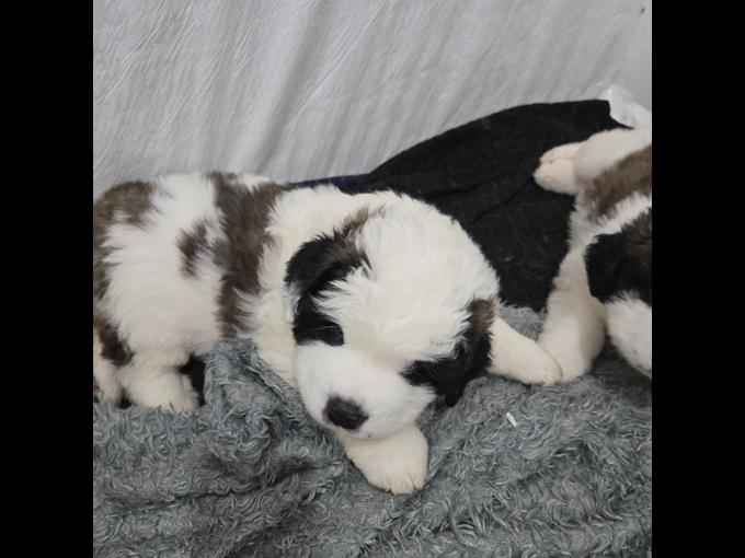 Saint Bernard
