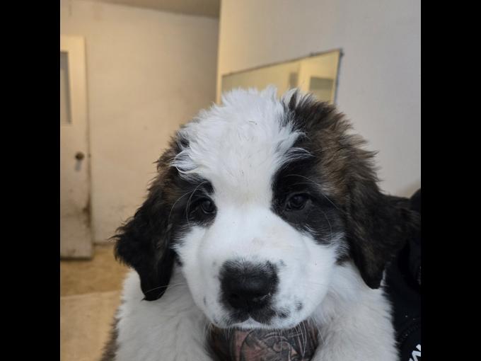 Saint Bernard