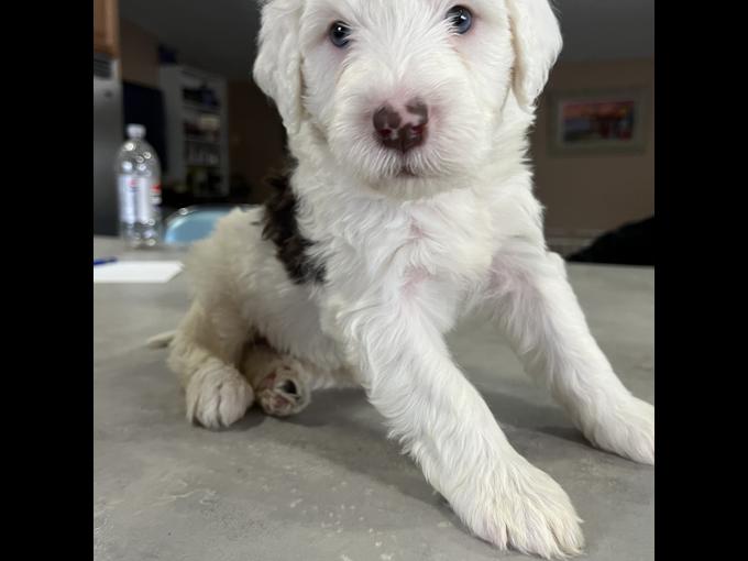 Portuguese Water Dog