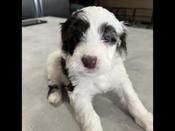 Portuguese Water Dog