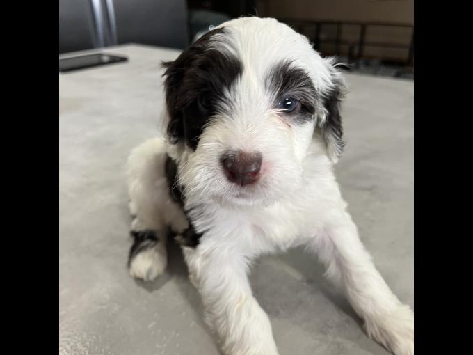 Portuguese Water Dog