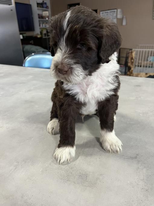 Portuguese Water Dog