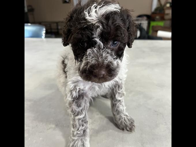 Portuguese Water Dog