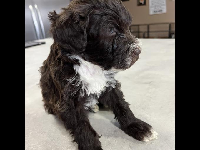 Portuguese Water Dog