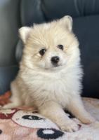 Toy Pomsky