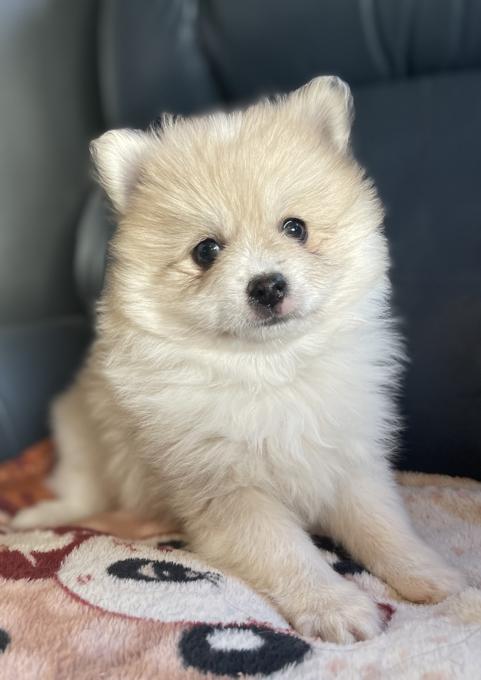 Toy Pomsky