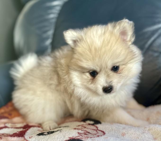Toy Pomsky
