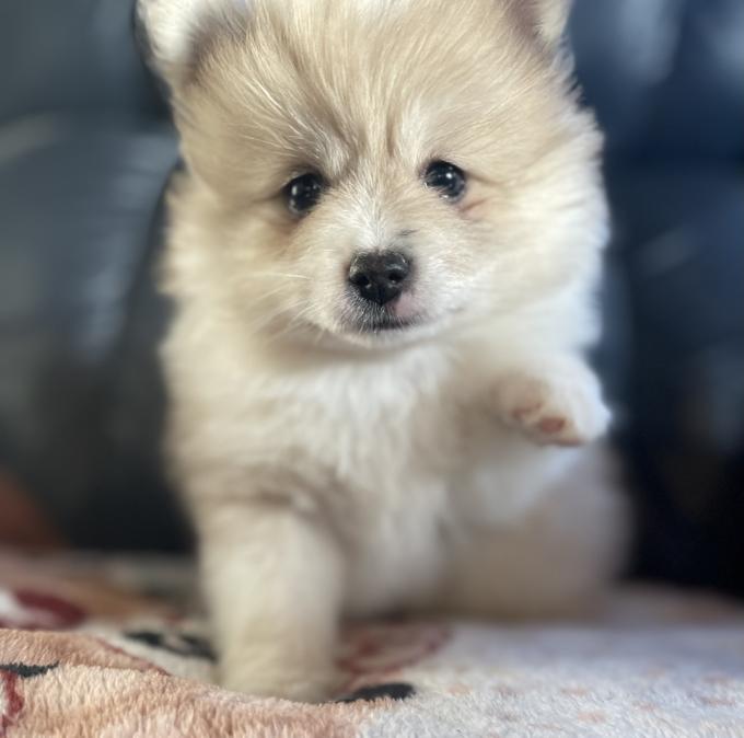 Toy Pomsky